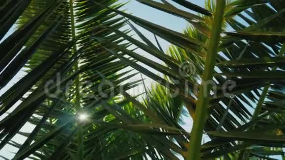 热带太阳太阳阳光穿过棕榈树的叶子透镜耀斑效应视频的预览图