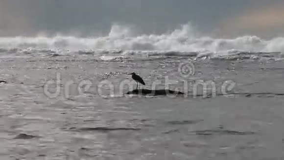 黑鸟白鹭飞在大海的波涛上视频的预览图