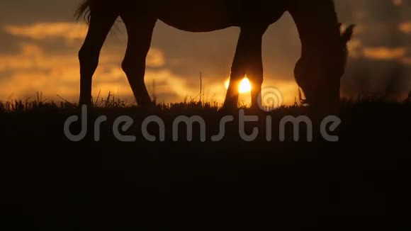 美丽的马在日落时吃草视频的预览图