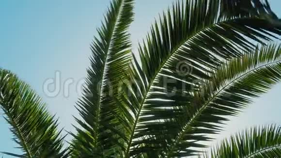 太阳阳光穿过棕榈树的叶子视频的预览图