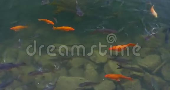 金鱼和鲤鱼在清澈的水里视频的预览图