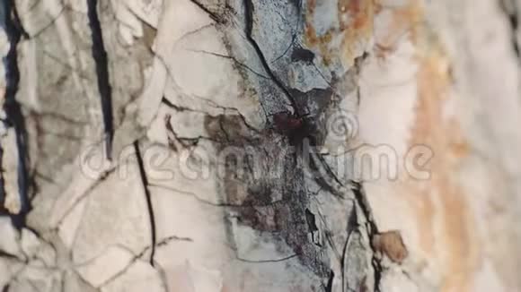 在森林中蚂蚁的宏观视野因为它们一起觅食日落特写镜头视频的预览图
