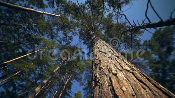 树顶高松的树冠摄像机在一个圆圈里移动视频的预览图