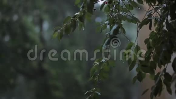 雨落在树的绿叶上风用声音吹树枝视频的预览图