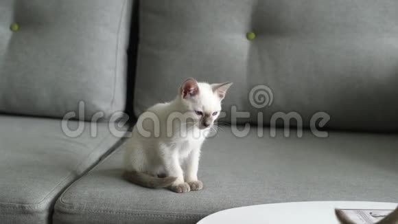 泰国猫老式暹罗猫游玩视频的预览图