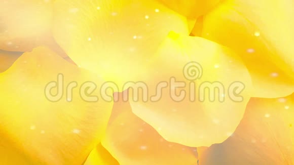 黄色玫瑰花瓣背景视频的预览图