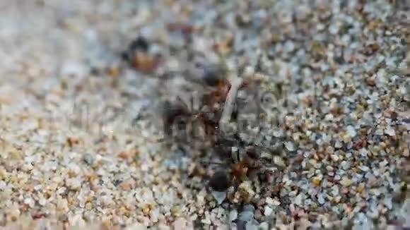 两只蚂蚁拖着蚊子捕食的食物视频的预览图