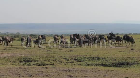 一群野生羚羊在非洲的一个保护区里经营着大草原视频的预览图
