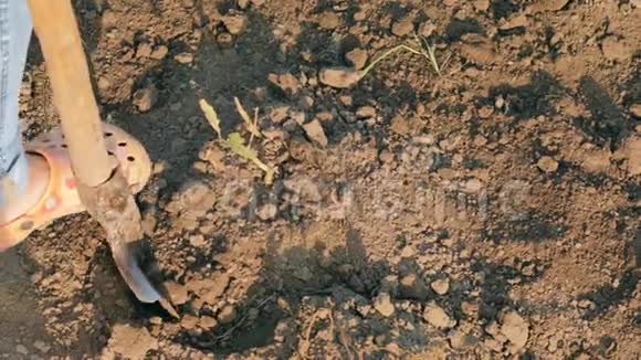 女农民挖土铲土豆视频的预览图