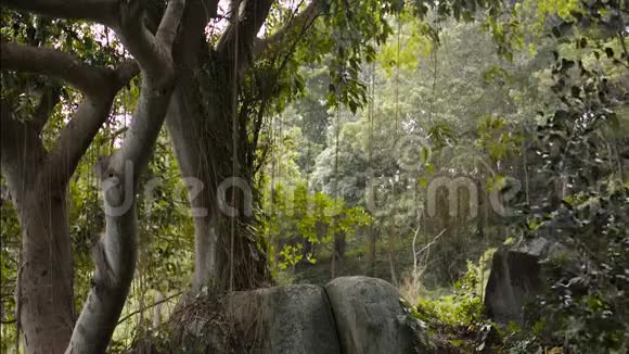 热带丛林中有藤蔓植物的大树视频的预览图