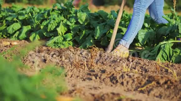 女农民在花园里挖土铲土豆视频的预览图