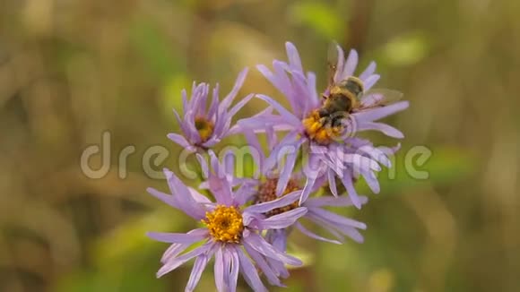 野菀Asteramellus和蜜蜂视频的预览图