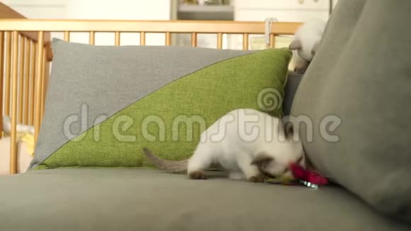 泰国猫老式暹罗猫游玩视频的预览图