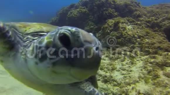 绿海龟近距离游泳可爱的水生海龟优雅平静的海洋生物视频的预览图
