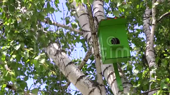 在公园的夏天木制的绿色鸟舍挂在桦树上视频的预览图