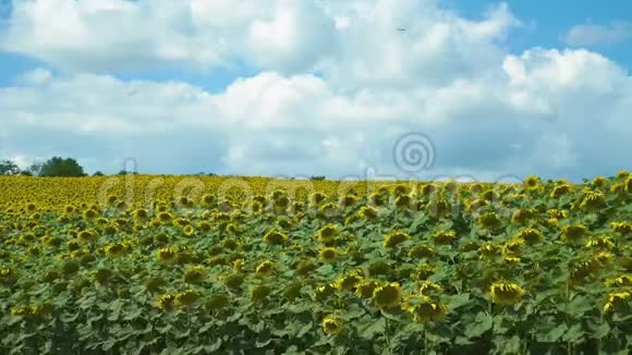 在多云的蓝天映衬下看到田野上成熟的向日葵4公里视频的预览图