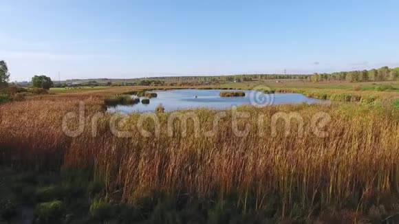走近湖边四周是秋天茂密的草地天线视频的预览图