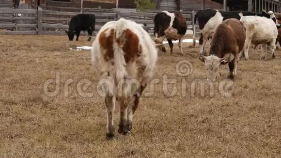 一群牛在农场的围场里吃草4公里视频的预览图