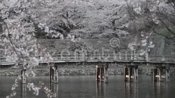 粉红色的花和许多颜色的樱花树日本视频的预览图