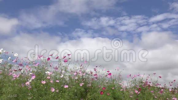 粉红色的宇宙花视频的预览图