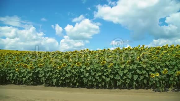 田野上成熟的向日葵映衬着多云的蓝天4公里视频的预览图