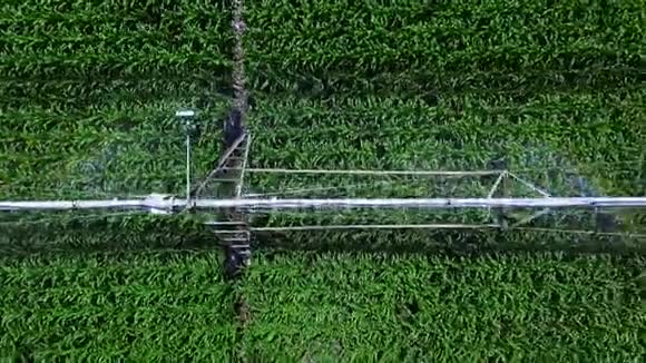 灌溉系统在玉米地工作在彩虹射线特写俯视空中视频大幅增加视频的预览图