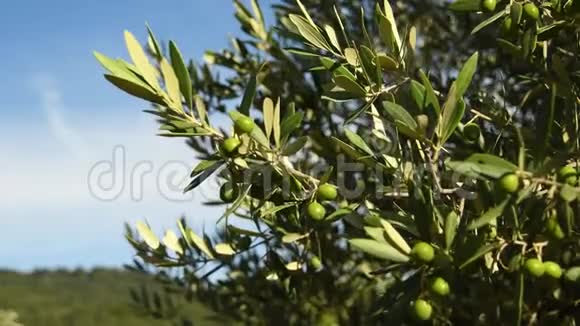 夏季绿橄榄树上靠近托斯卡纳佛罗伦萨的钱安蒂地区意大利4KUHD视频视频的预览图