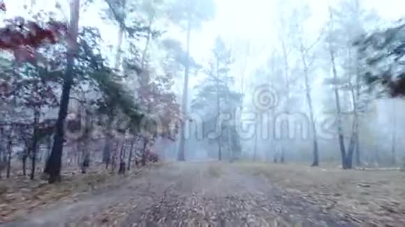 黑暗的森林雾烟雾无人驾驶的树木野生的森林视频的预览图