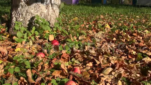 苹果从苹果树上掉下来视频的预览图