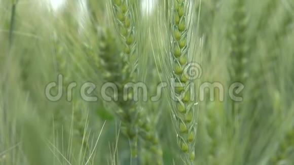 小麦耳朵或谷物视频的预览图