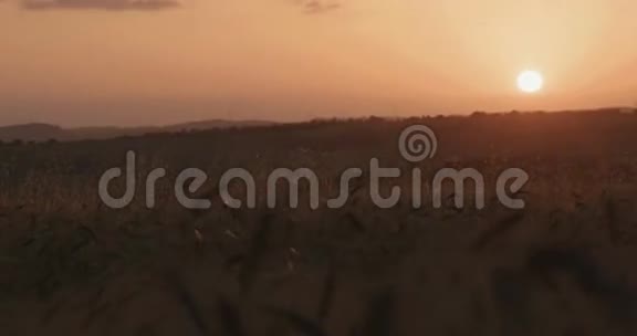 日落时分金色田野里的少女视频的预览图