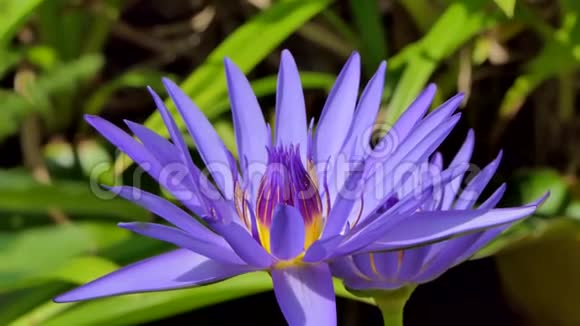 池塘里盛开的紫莲花视频的预览图