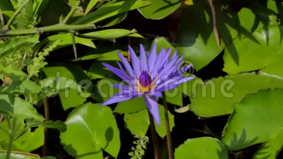 池塘里盛开的紫莲花视频的预览图