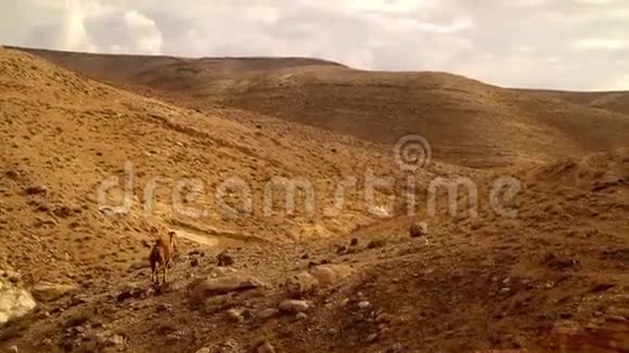 骆驼在岩石沙漠上自由行走视频的预览图