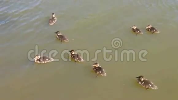 水禽在雅芳河上游动视频的预览图