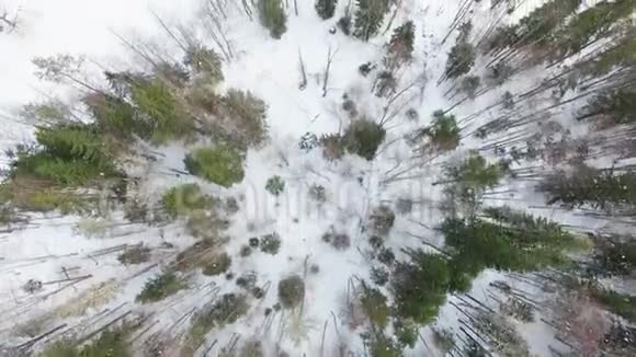 在松树枞树无叶树的顶端飞行视频的预览图