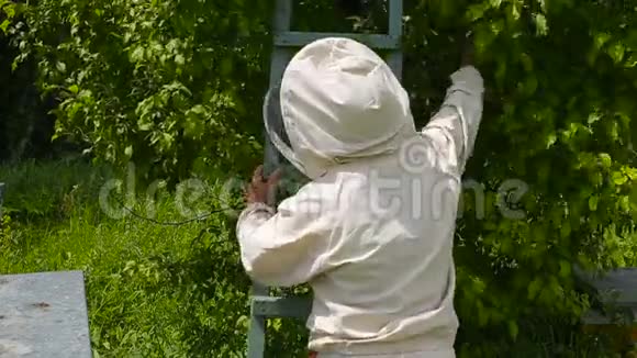 养蜂人看着一群蜜蜂的接种穿着澳大利亚西装的养蜂人视频的预览图
