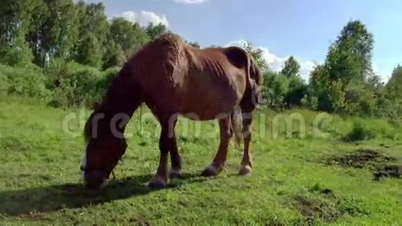 一匹棕色的大马在草地上放牧乡村景观马吃草驱赶昆虫挥动尾巴视频的预览图