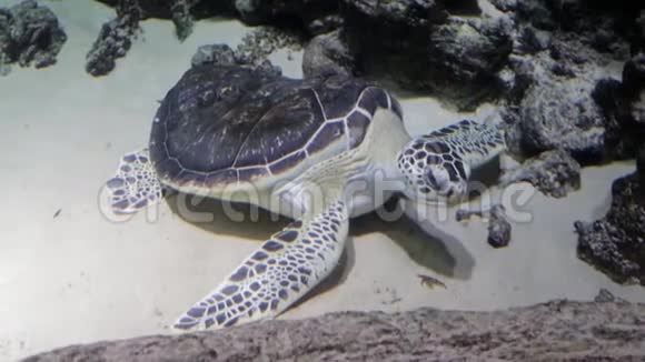 在水族馆里的龟和皇帝红鱼埃雷托摩切亚姆巴塔视频的预览图