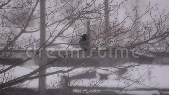 在白雪覆盖的树上乌鸦视频的预览图