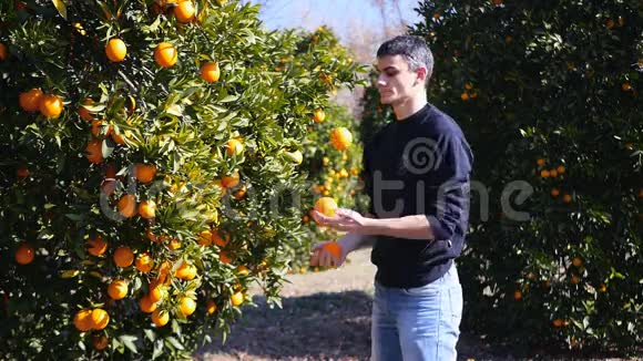 年轻人用成熟的橘子杂耍视频的预览图