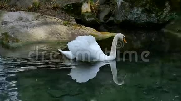 白天鹅漂浮在池塘里视频的预览图