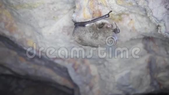蝙蝠挂在洞壁上视频的预览图