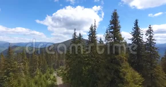 晴天在针叶林中空中拍摄山径视频的预览图