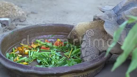吃新鲜蔬菜牵牛花的乌龟视频的预览图