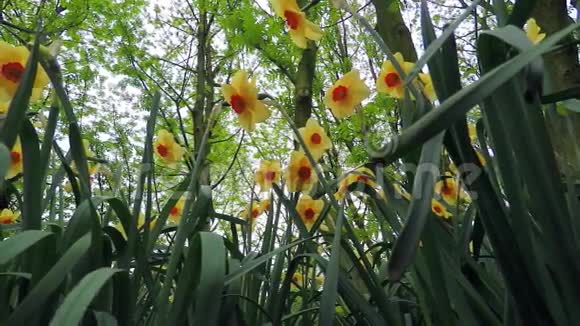 公园树木下的黄色花朵视频的预览图
