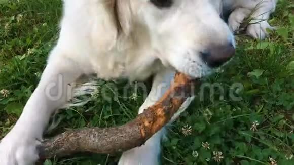 宠物的幸福生活有食欲的金毛猎犬在花园里的魔杖手持射击视频的预览图