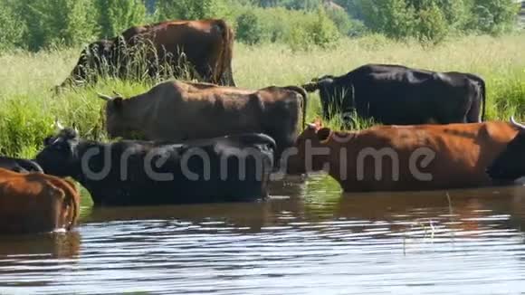 一群牛在河边的一个浇水处喝水夏天在草地上吃草视频的预览图