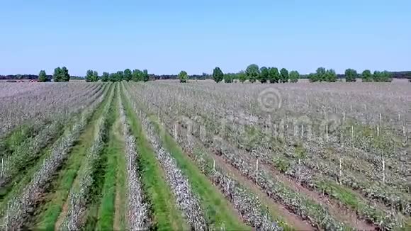空中视频从一个高度田野开花的苹果园神奇的神圣脆弱的自然之美视频的预览图