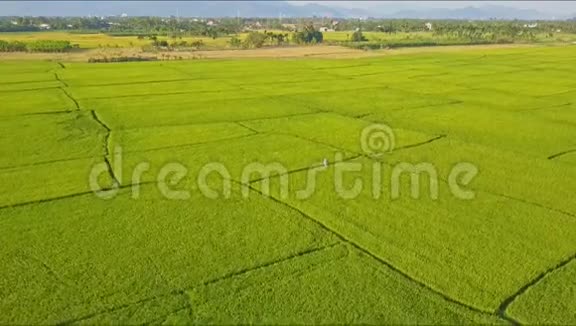 无人机从绿色稻田中的小身影中消失视频的预览图